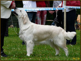 cachorros golden retriever